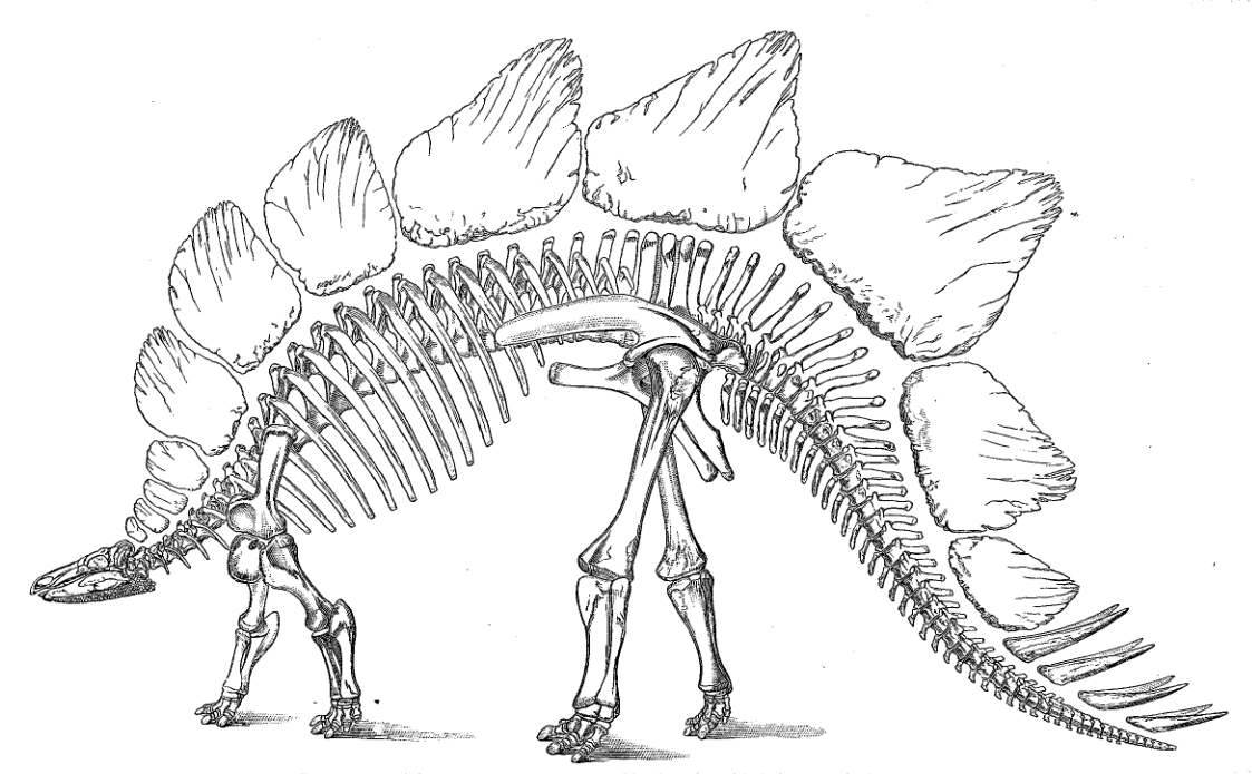 Skeletal reconstruction of Stegosaurus ungulatus by O.C. Marsh.